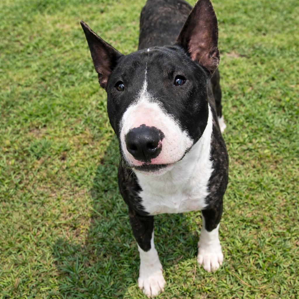 Banjo, Adoptable, Adult Male Bull Terrier.