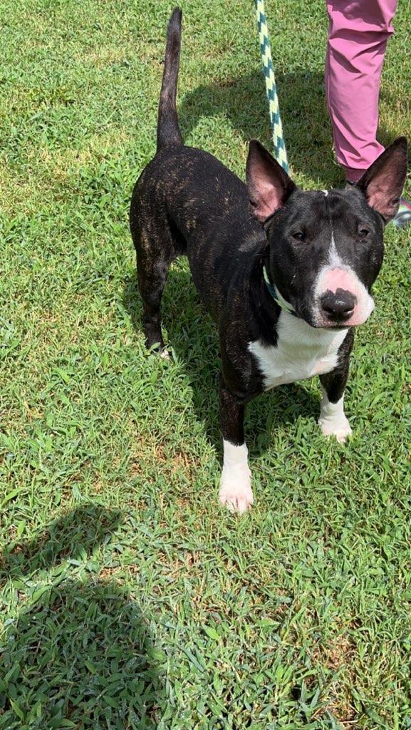 Banjo, a Adoptable Bull Terrier in Glenwood, AR image 2/2