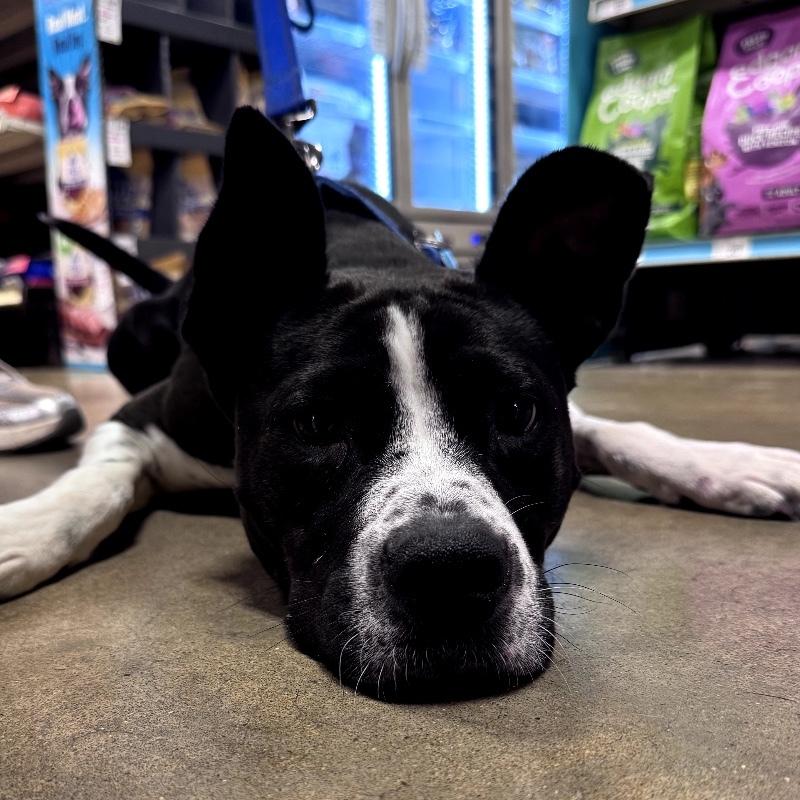 TILLY GRACE, a Adoptable Mixed Breed in lawton, OK image 3/6