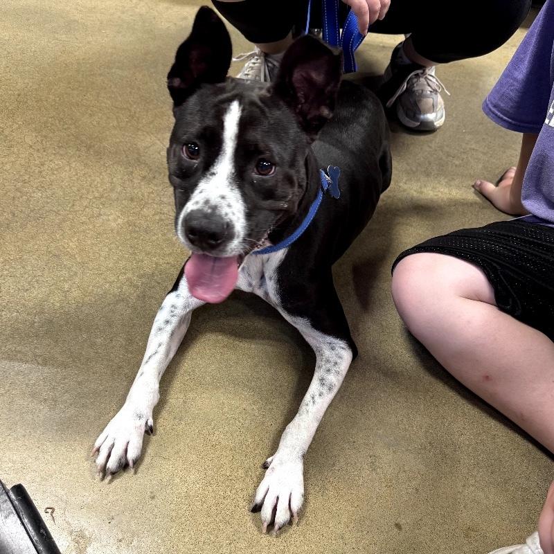TILLY GRACE, a Adoptable Mixed Breed in lawton, OK image 4/6