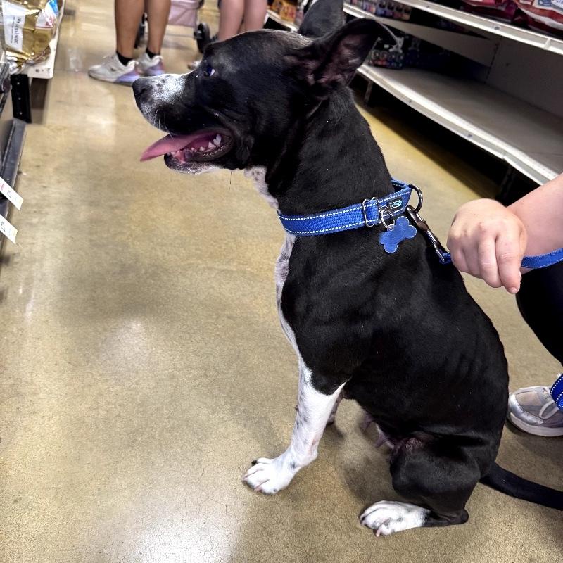 TILLY GRACE, a Adoptable Mixed Breed in lawton, OK image 5/6