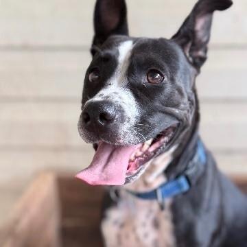TILLY GRACE, a Adoptable Mixed Breed in lawton, OK image 6/6