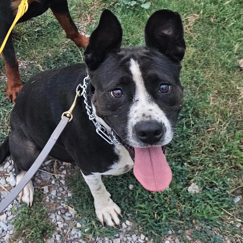 TILLY GRACE, a Adoptable Mixed Breed in lawton, OK image 6/6