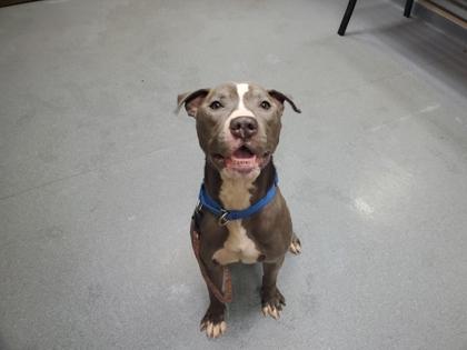 Enlarge Dick Clark, a Adoptable mixed breed in Maumee, OH image 1/3