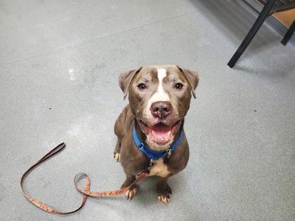 Enlarge Dick Clark, a Adoptable mixed breed in Maumee, OH image 3/3