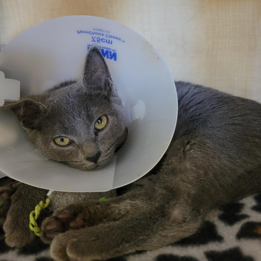 Tomato Basil, Adoptable, Kitten Female Domestic Short Hair.