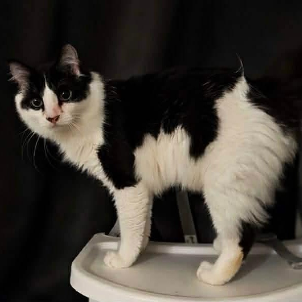 Harvey, Adoptable, Young Male Tuxedo & Domestic Short Hair.