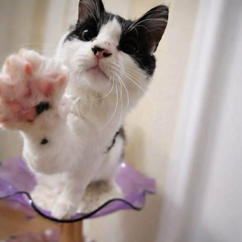 Enlarge Harvey, a Adoptable mixed breed in Gladstone, OR image 3/5