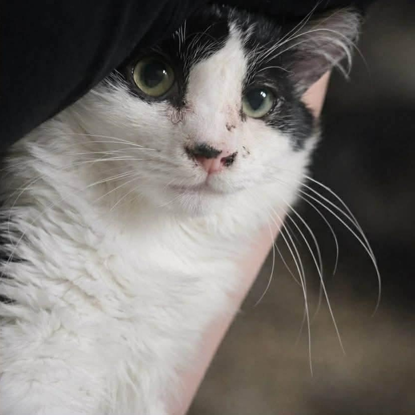 Enlarge Harvey, a Adoptable mixed breed in Gladstone, OR image 1/5