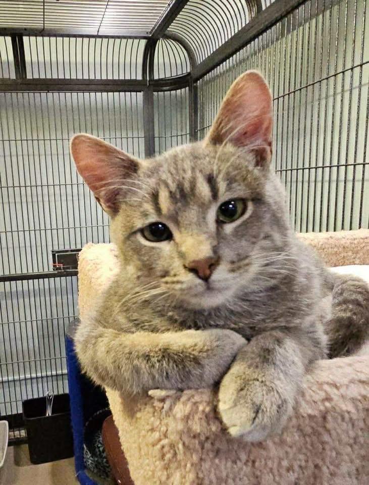 Enlarge Petey, a ADOPTABLE Domestic Short Hair in Green Bay, WI image 1/1