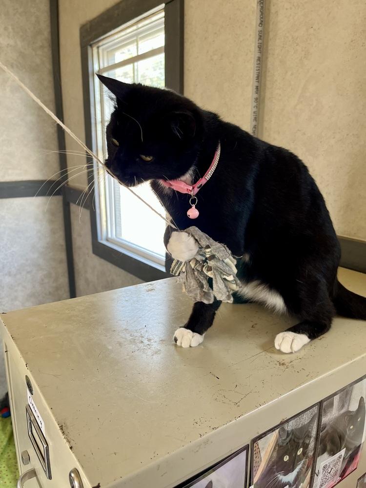 Enlarge Empurress, a Adopted Domestic Short Hair in Crescent City, FL image 1/5