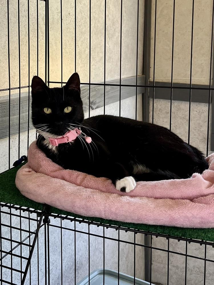 Enlarge Empurress, a Adopted Domestic Short Hair in Crescent City, FL image 3/5