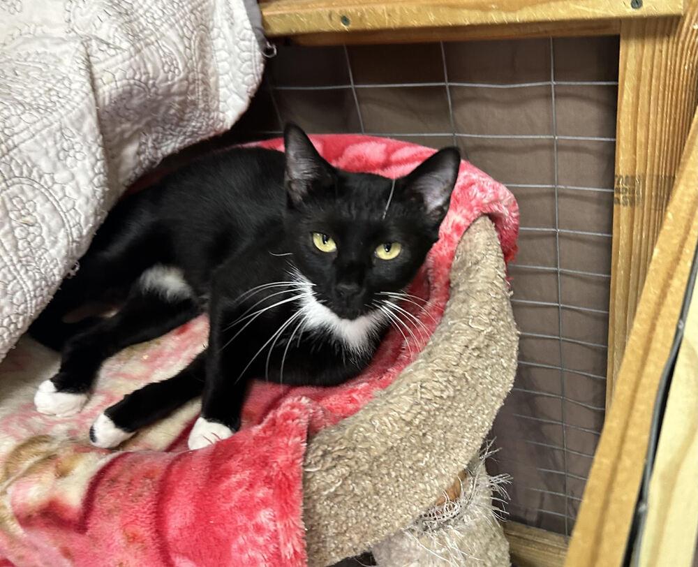 Enlarge Empurress, a Adopted Domestic Short Hair in Crescent City, FL image 4/5