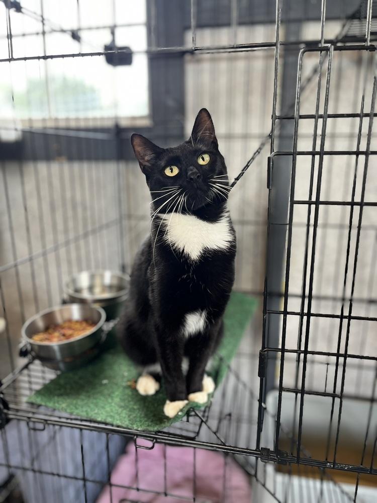 Enlarge Empurress, a Adopted Domestic Short Hair in Crescent City, FL image 5/5