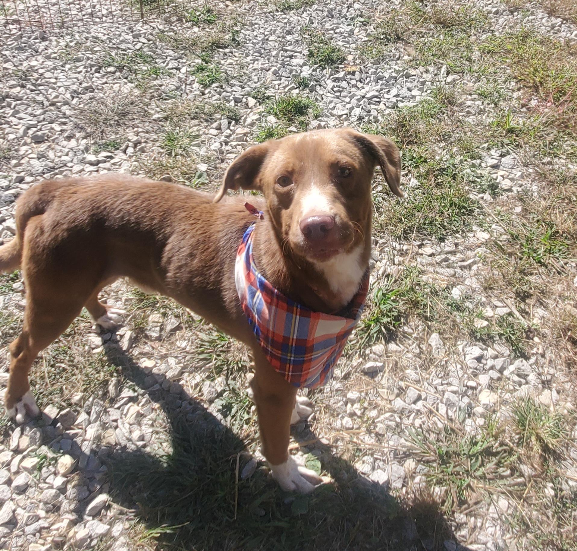 Teddy, a Adoptable mixed breed in Campton, KY image 6/6