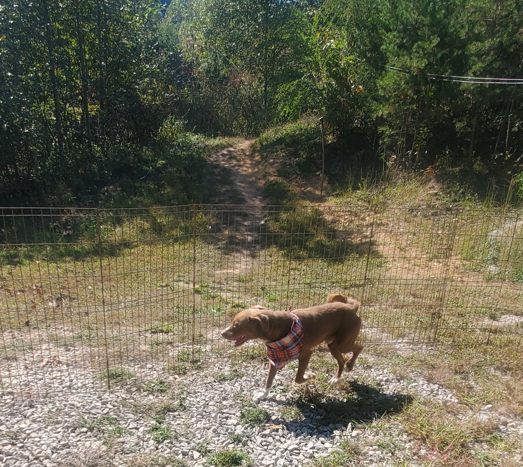 Teddy, a Adoptable mixed breed in Campton, KY image 3/6