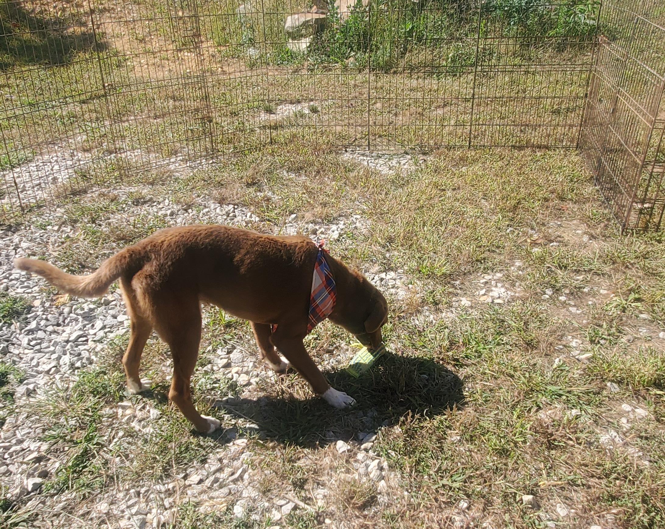 Teddy, a Adoptable mixed breed in Campton, KY image 4/6