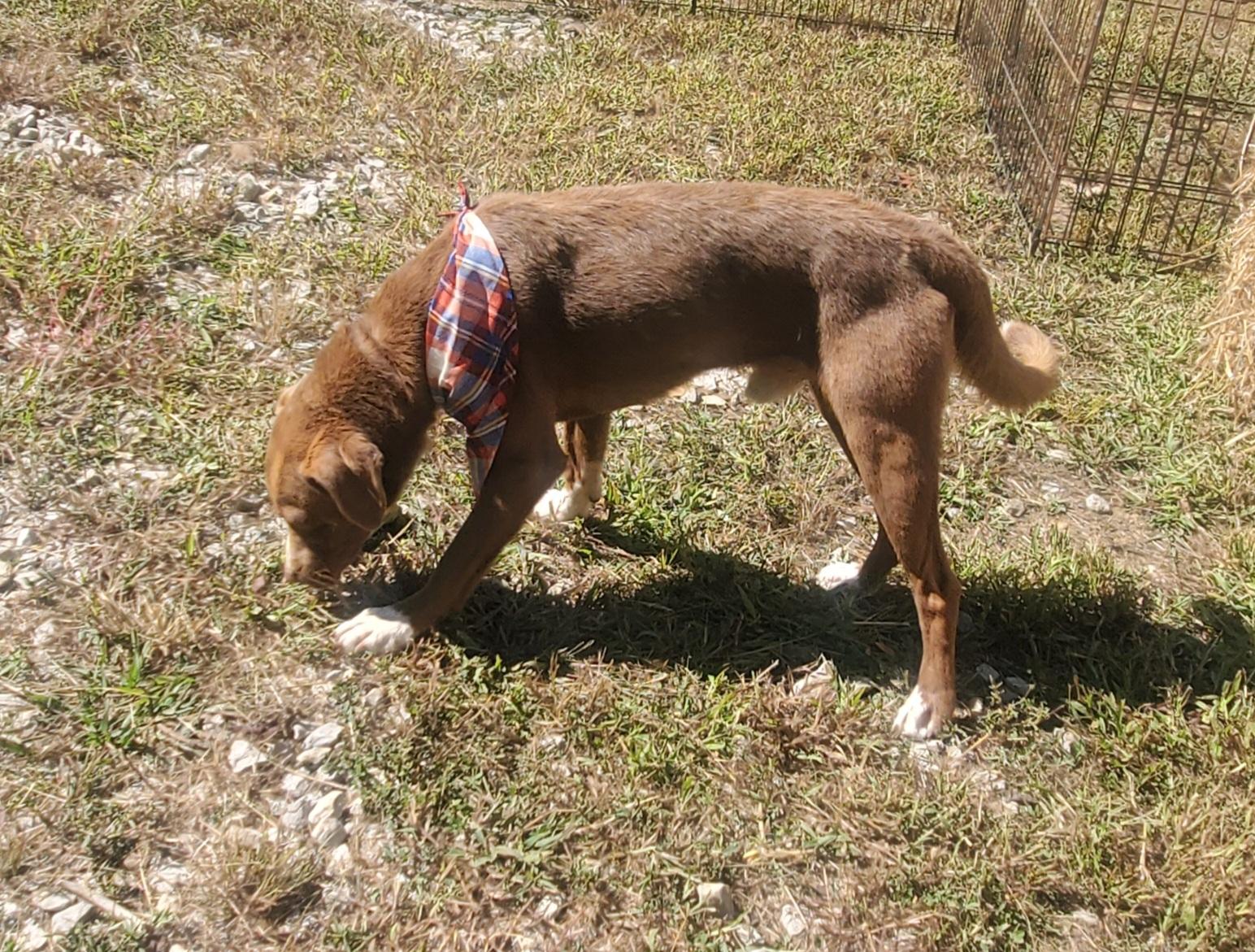 Teddy, a Adoptable mixed breed in Campton, KY image 5/6