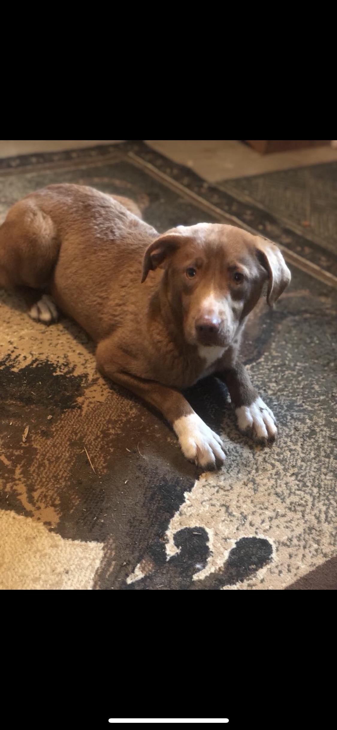 Teddy, Adoptable, Young Male Ibizan Hound & Labrador Retriever.