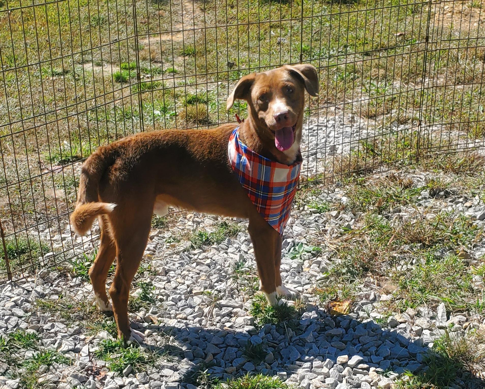 Teddy, a Adoptable mixed breed in Campton, KY image 1/6