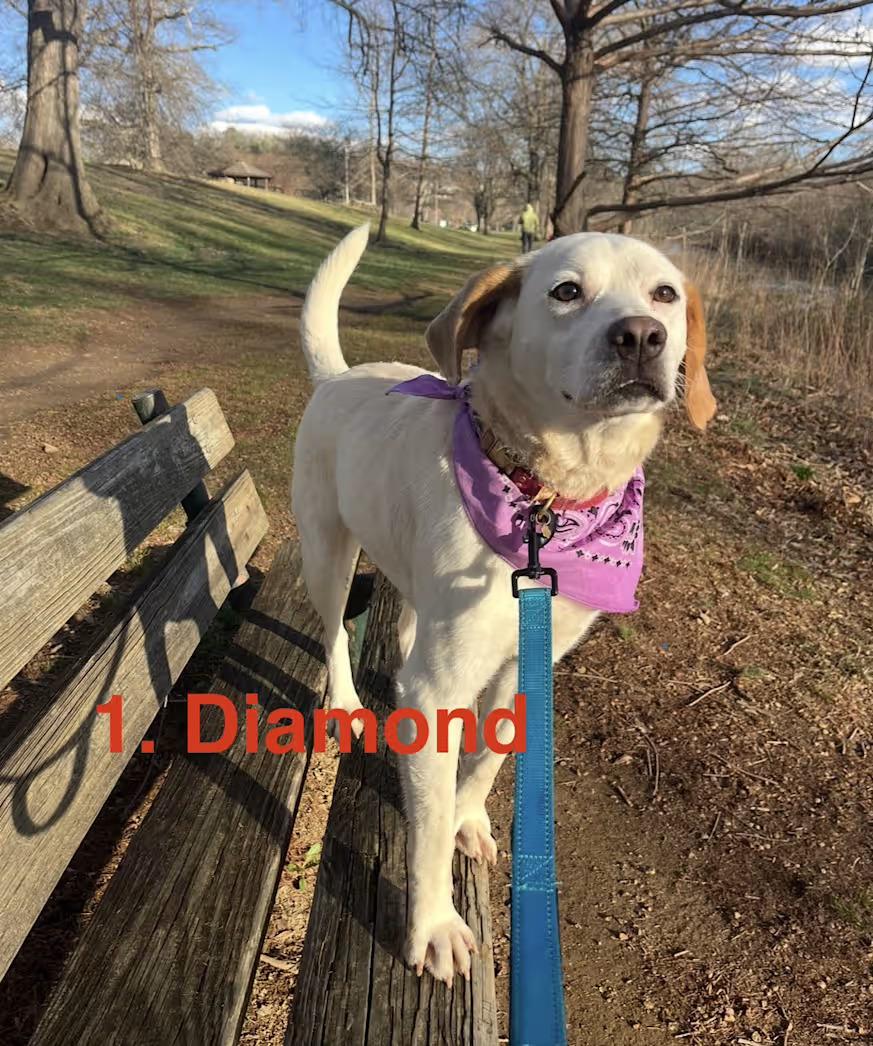 Enlarge Diamond - Sponsored, a Adoptable mixed breed in Monterey, VA image 2/4