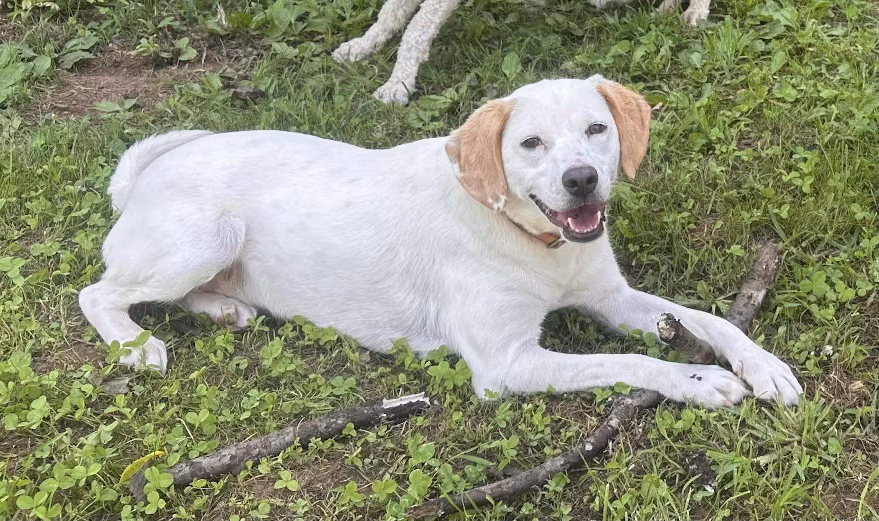 Diamond - Sponsored, Adoptable, Young Female Labrador Retriever & Beagle.