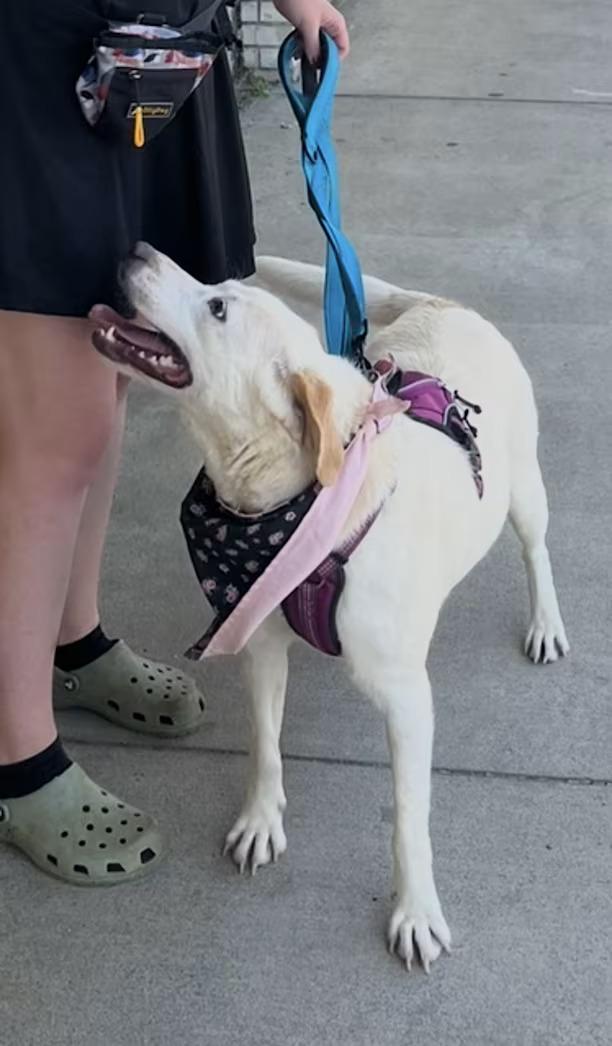Enlarge Diamond - Sponsored, a Adoptable mixed breed in Monterey, VA image 3/4