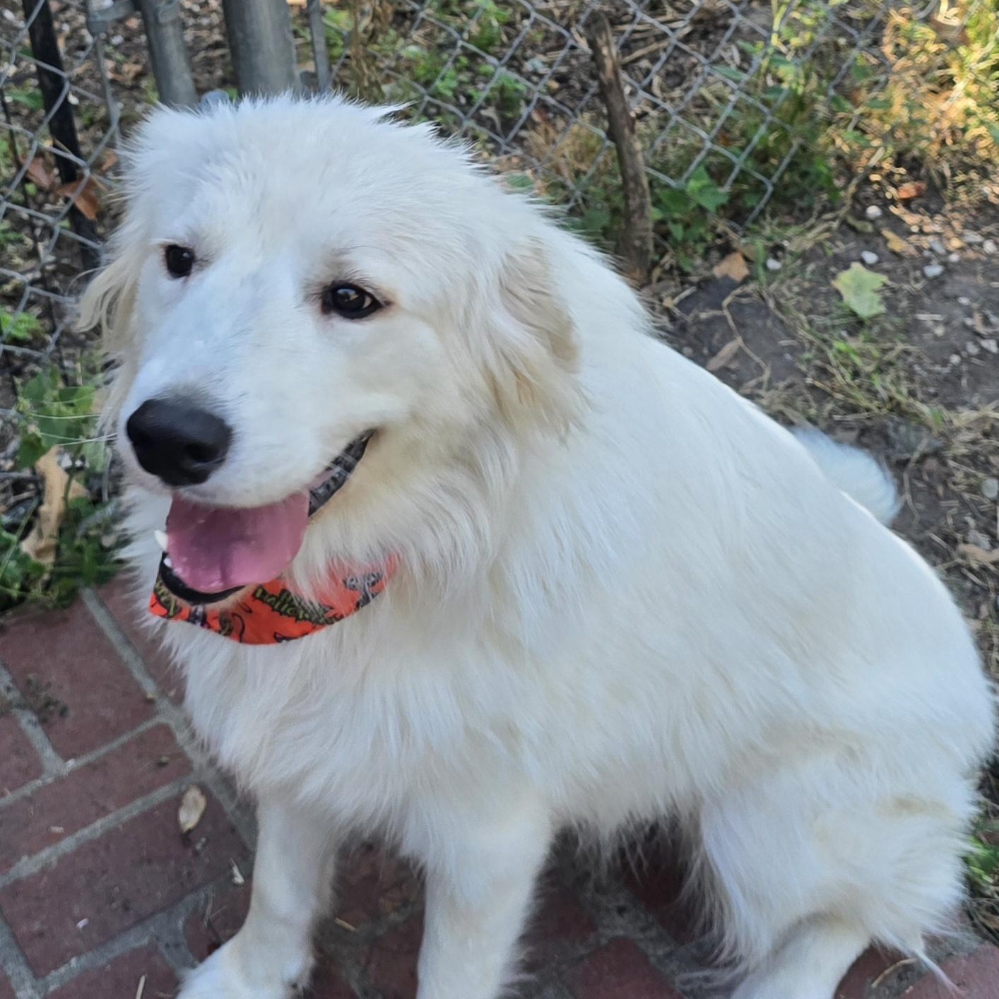 Lady, Adoptable, Adult Female Great Pyrenees.