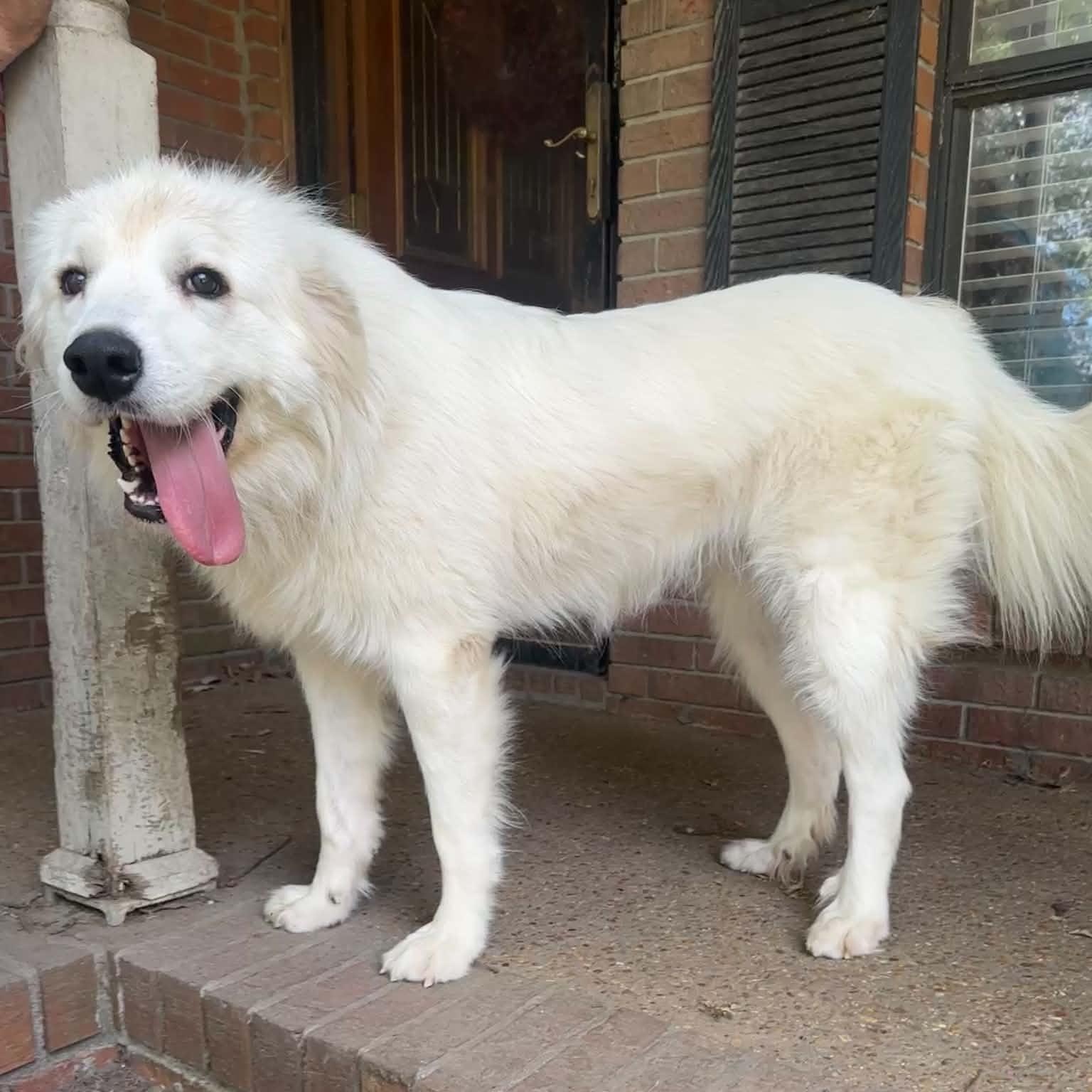 Enlarge Lady, a Adoptable Great Pyrenees in Arlington, TN image 2/6
