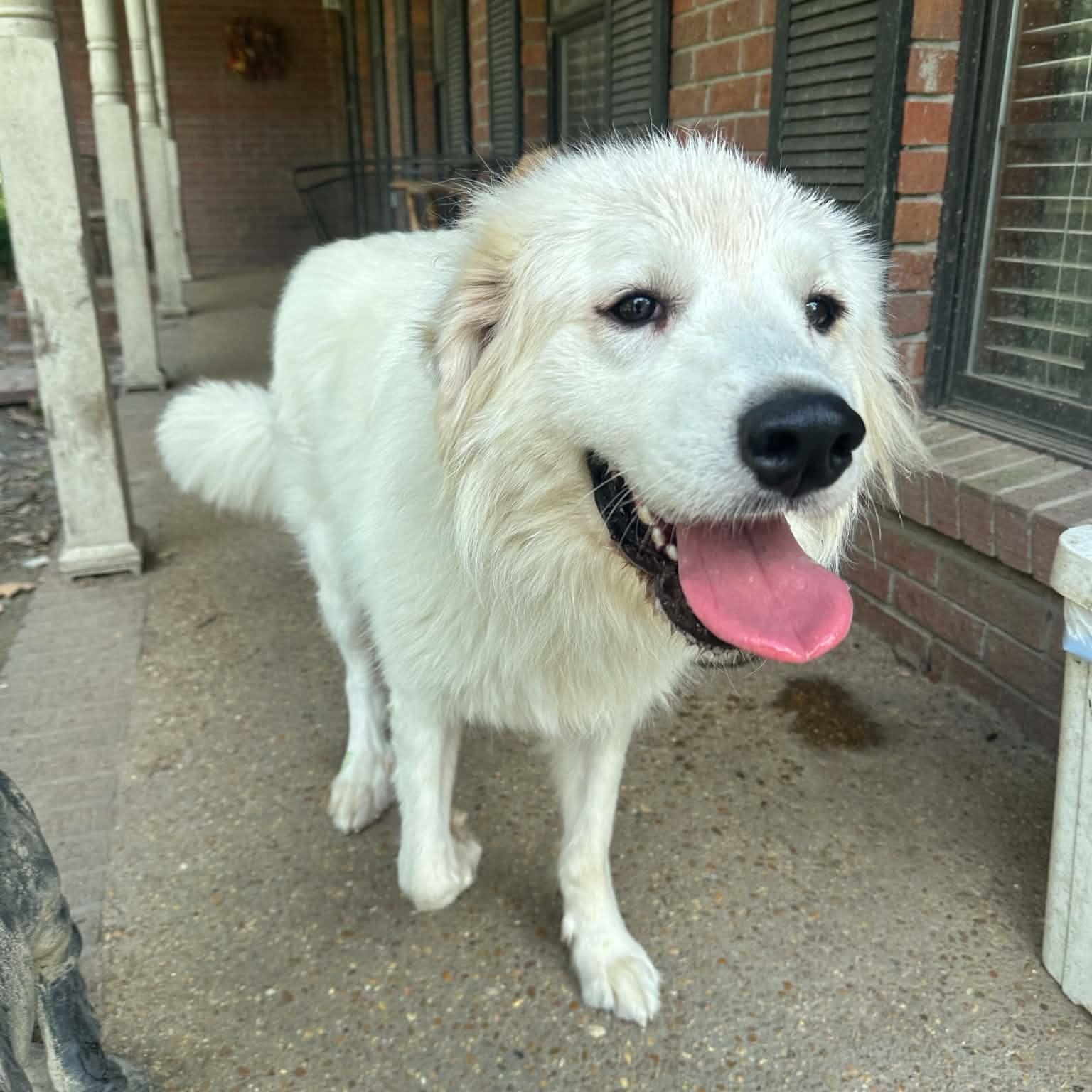 Enlarge Lady, a Adoptable Great Pyrenees in Arlington, TN image 5/6