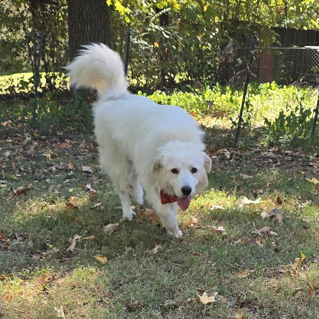 Enlarge Lady, a Adoptable Great Pyrenees in Arlington, TN image 6/6