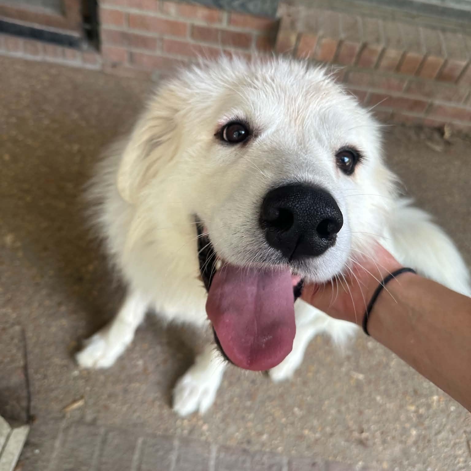 Enlarge Lady, a Adoptable Great Pyrenees in Arlington, TN image 4/6