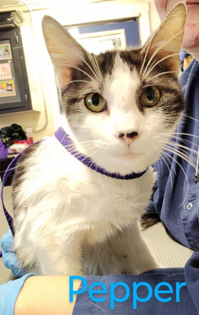 Enlarge Pepper, a Adopted mixed breed in Mena, AR image 1/1