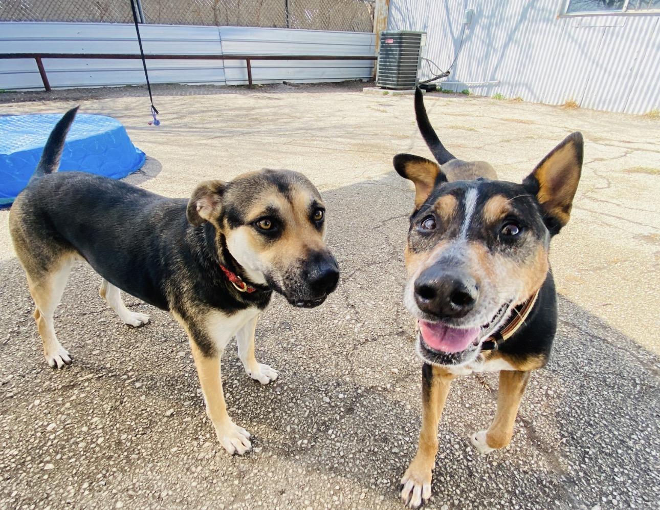 Enlarge Bandit, a ADOPTABLE mixed breed in San Antonio, TX image 4/6