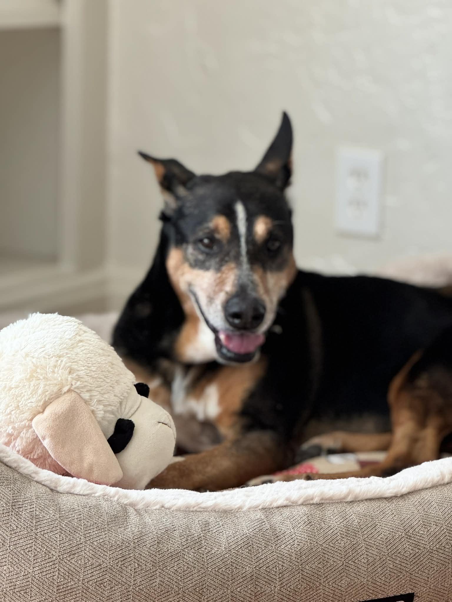 Enlarge Bandit, a ADOPTABLE mixed breed in San Antonio, TX image 2/6