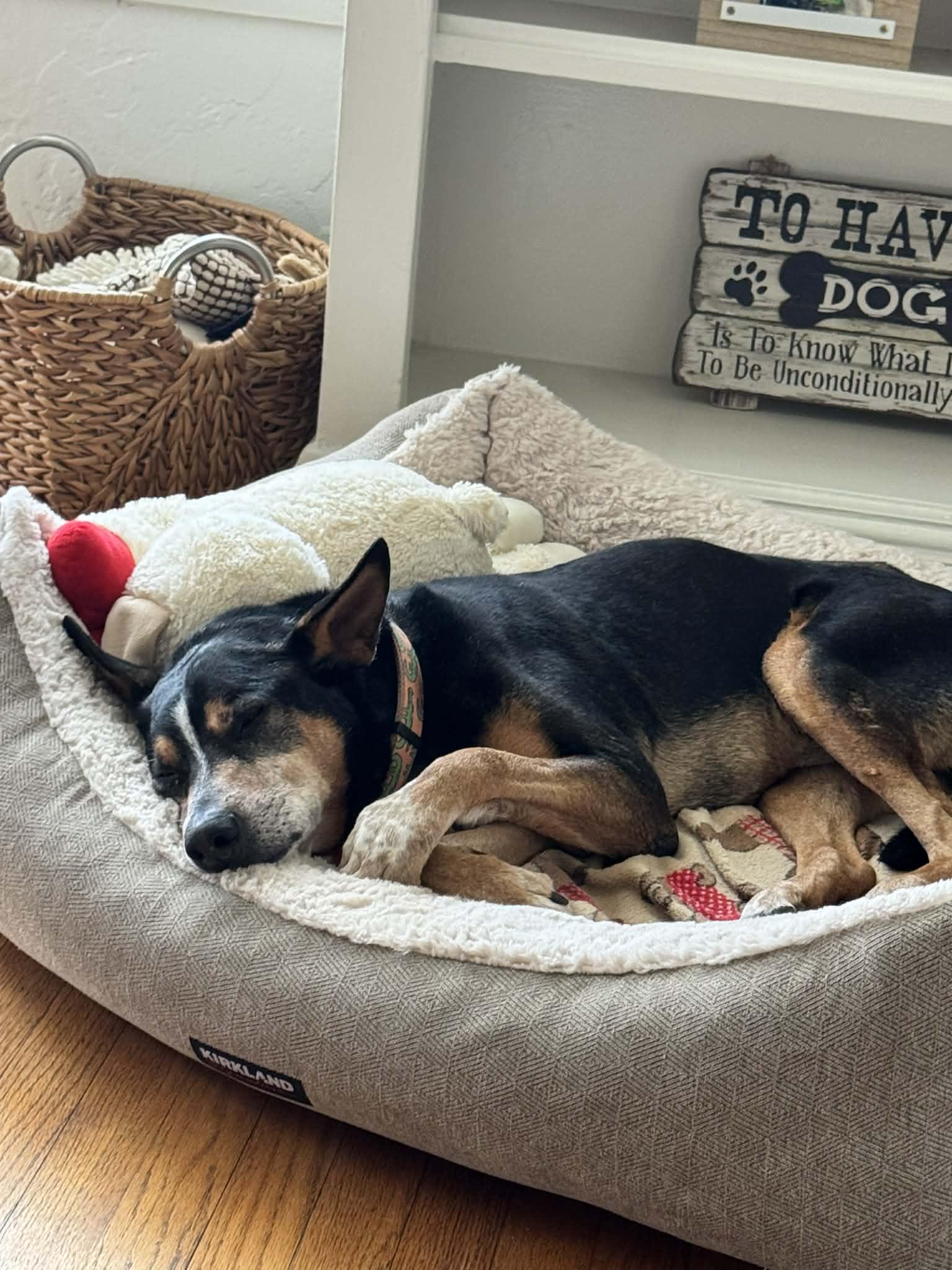 Enlarge Bandit, a ADOPTABLE mixed breed in San Antonio, TX image 5/6