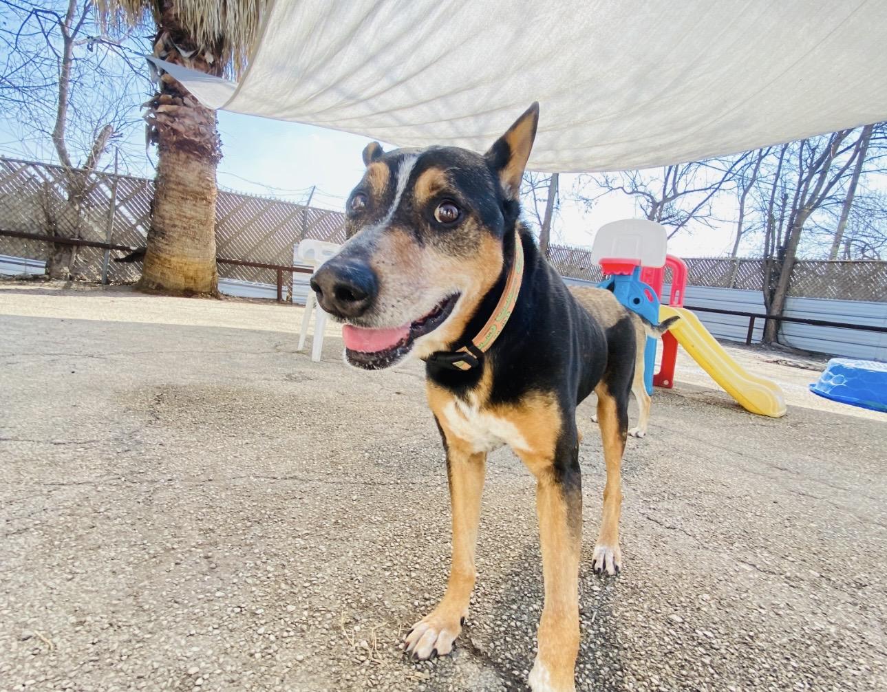 Enlarge Bandit, a ADOPTABLE mixed breed in San Antonio, TX image 3/6