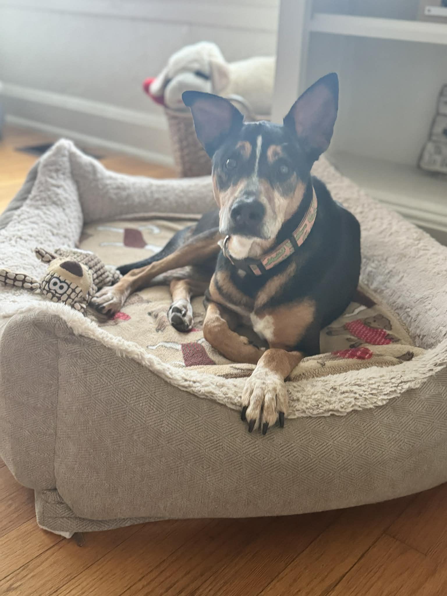 Enlarge Bandit, a ADOPTABLE mixed breed in San Antonio, TX image 1/6