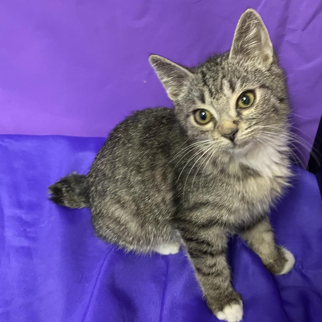 Venny, Adoptable, Kitten Male Domestic Short Hair.