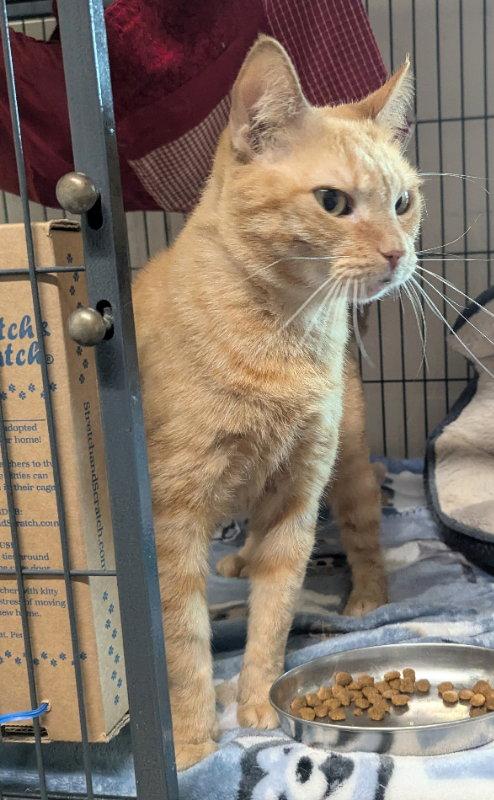 Enlarge Ursula, a Adopted Tabby in Ocala, FL image 1/3