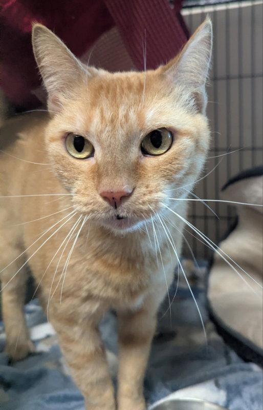 Enlarge Ursula, a Adopted Tabby in Ocala, FL image 2/3
