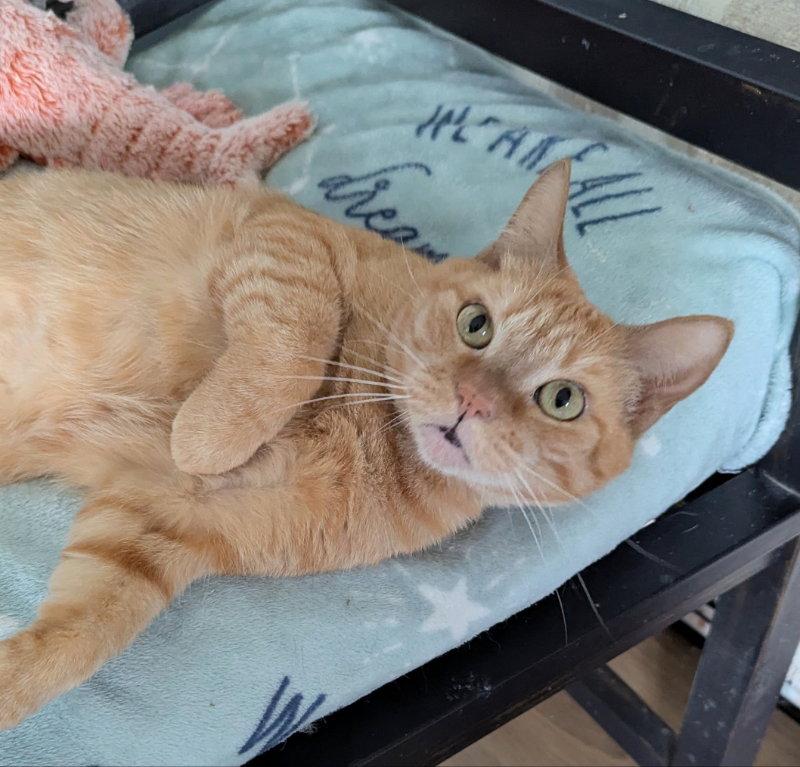 Enlarge Ursula, a Adopted Tabby in Ocala, FL image 3/3