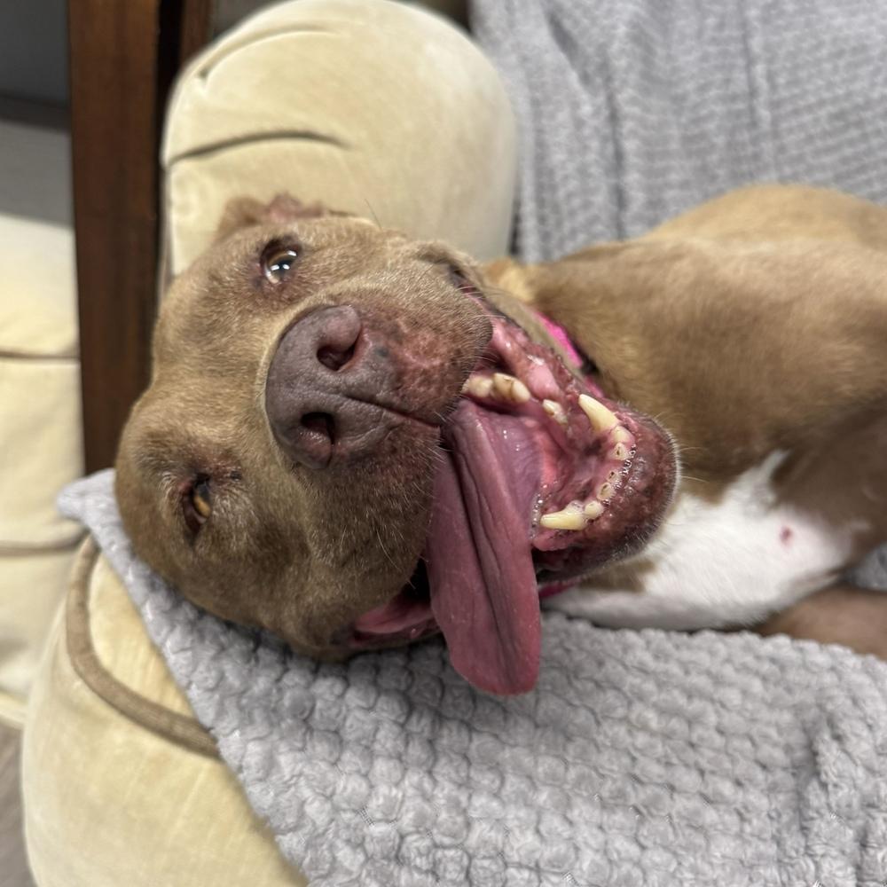 Enlarge Gracie, a Adoptable mixed breed in Hurricane, UT image 1/5
