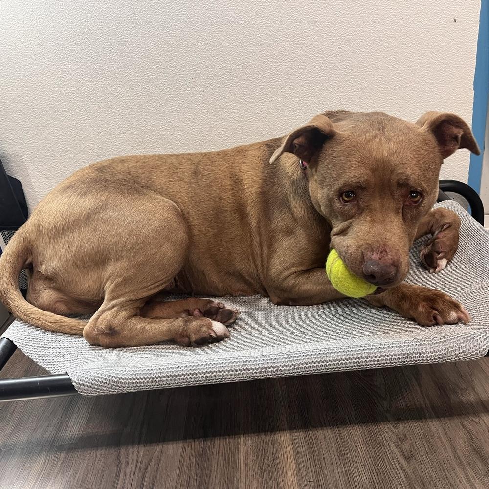 Enlarge Gracie, a Adoptable mixed breed in Hurricane, UT image 2/5