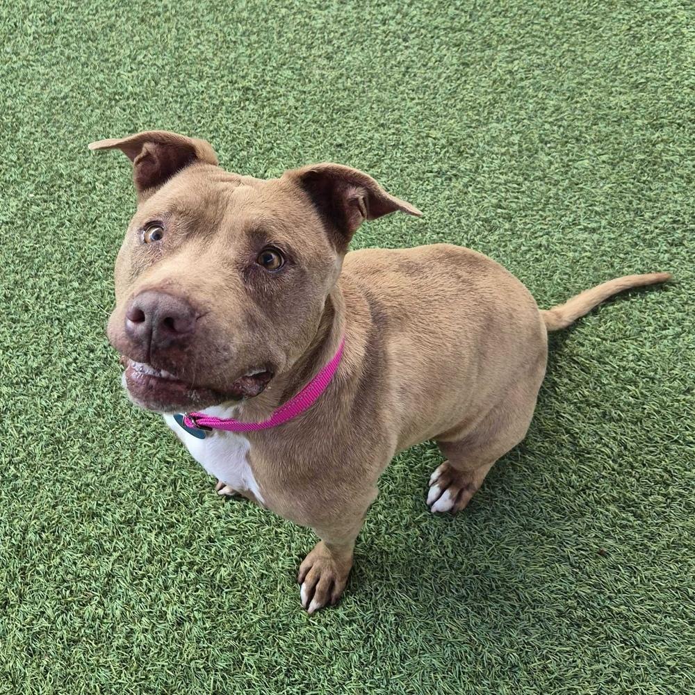 Enlarge Gracie, a Adoptable mixed breed in Hurricane, UT image 3/5