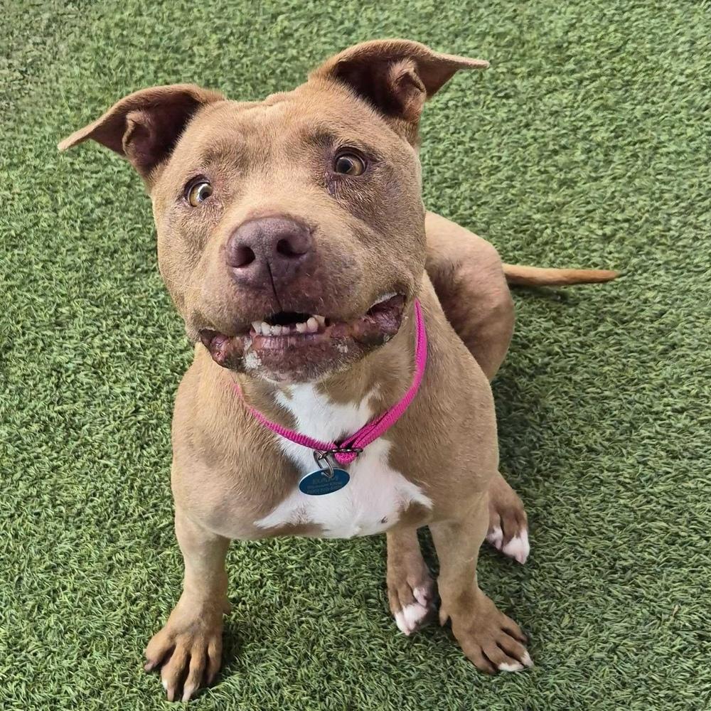 Enlarge Gracie, a Adoptable mixed breed in Hurricane, UT image 4/5