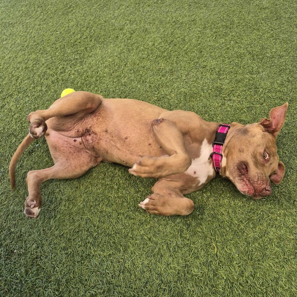 Enlarge Gracie, a Adoptable mixed breed in Hurricane, UT image 5/5