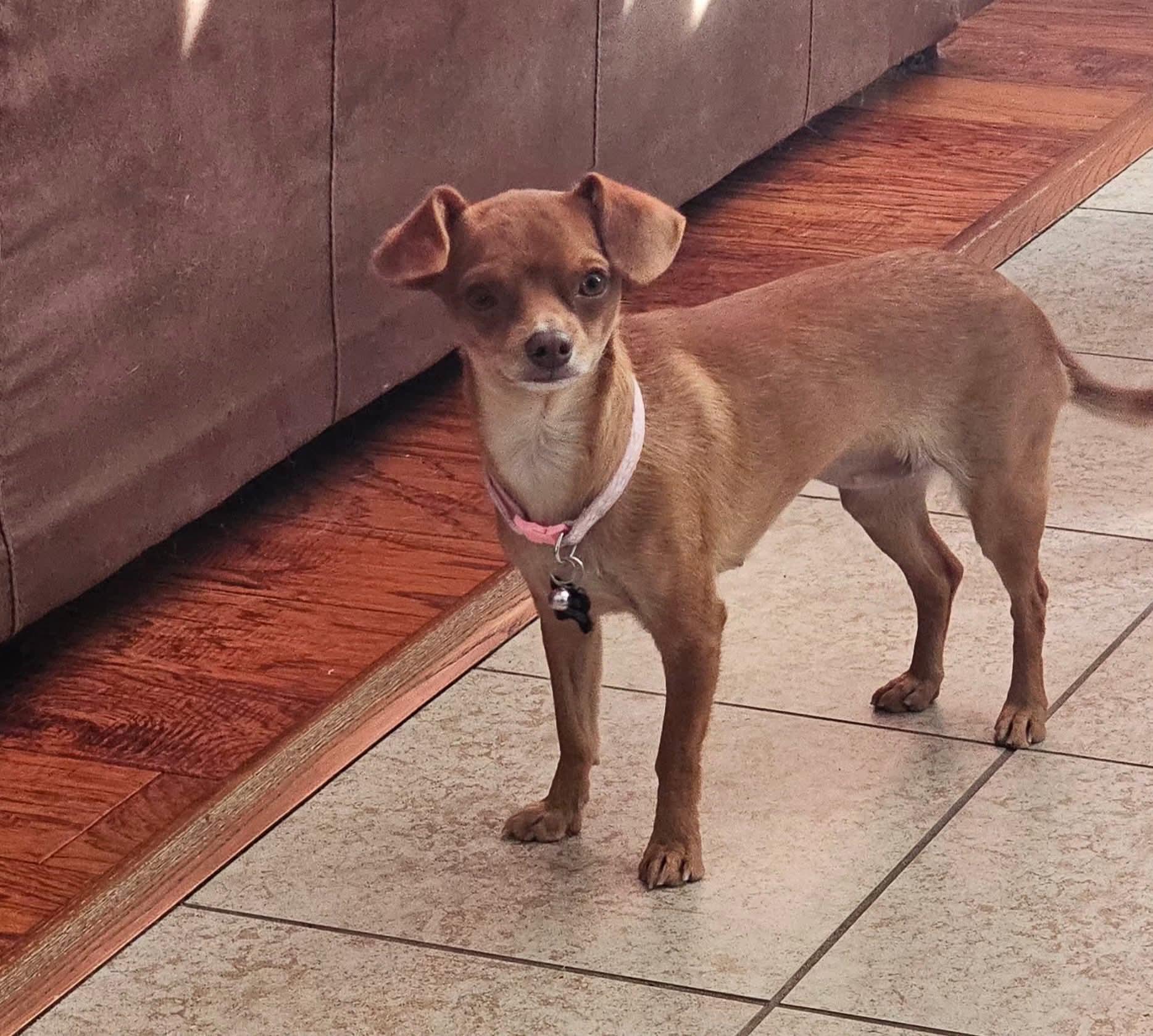 Zendaya, a Adoptable mixed breed in Clovis, CA image 1/3