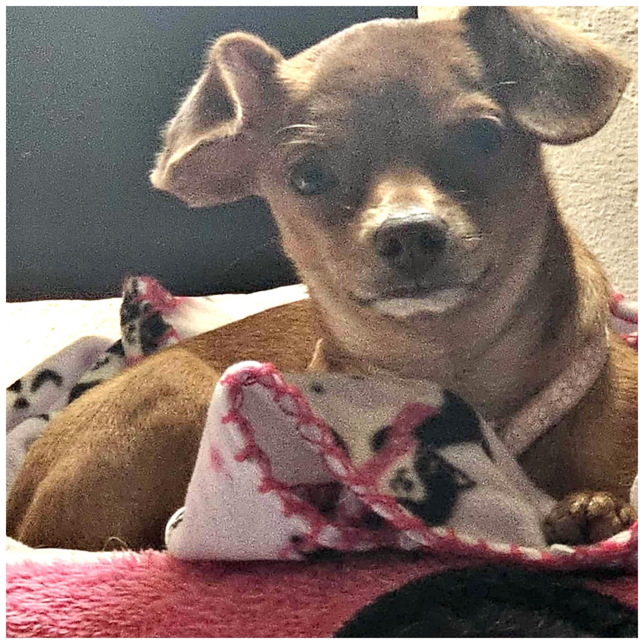 Zendaya, a Adoptable mixed breed in Clovis, CA image 3/3