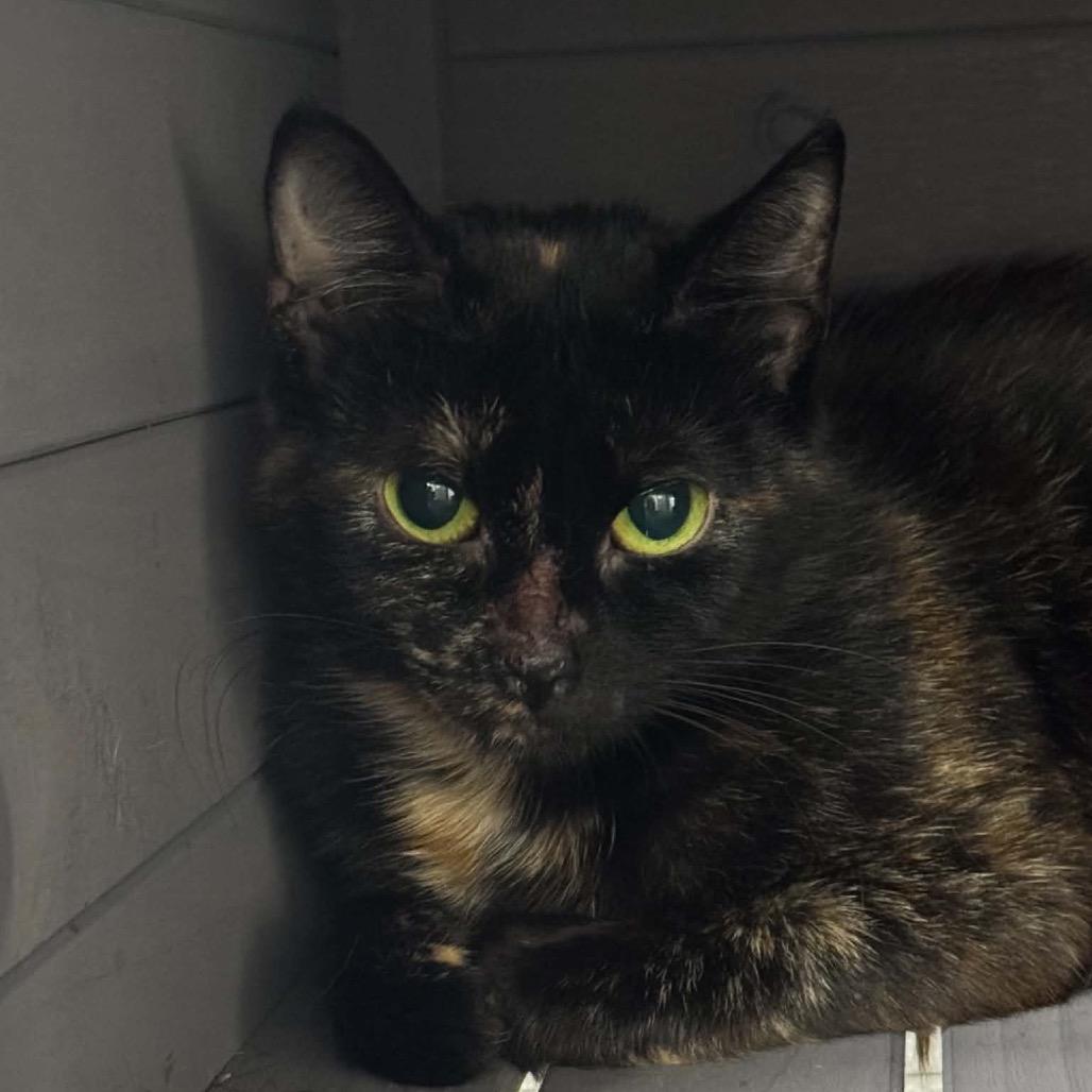 Enlarge Madison ARC2026-383, a Adoptable Domestic Short Hair in Akron, NY image 1/1